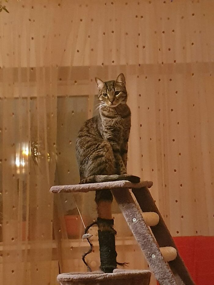 Majestic Cat Asclepio