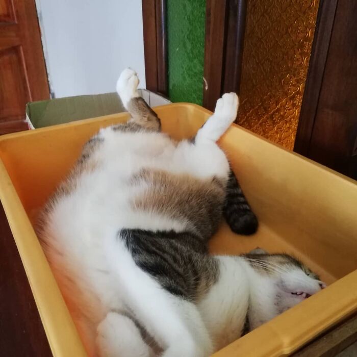 He Enjoys Sleeping Like This.