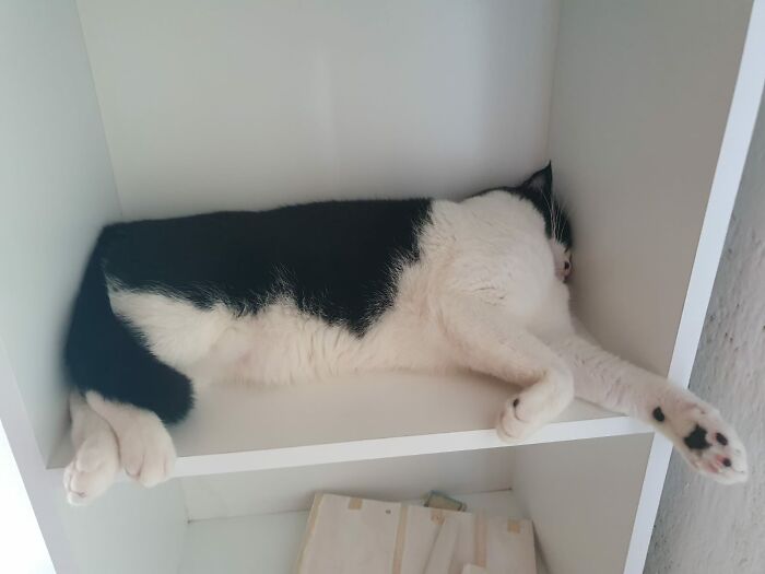 My Sisters Cat Everyone