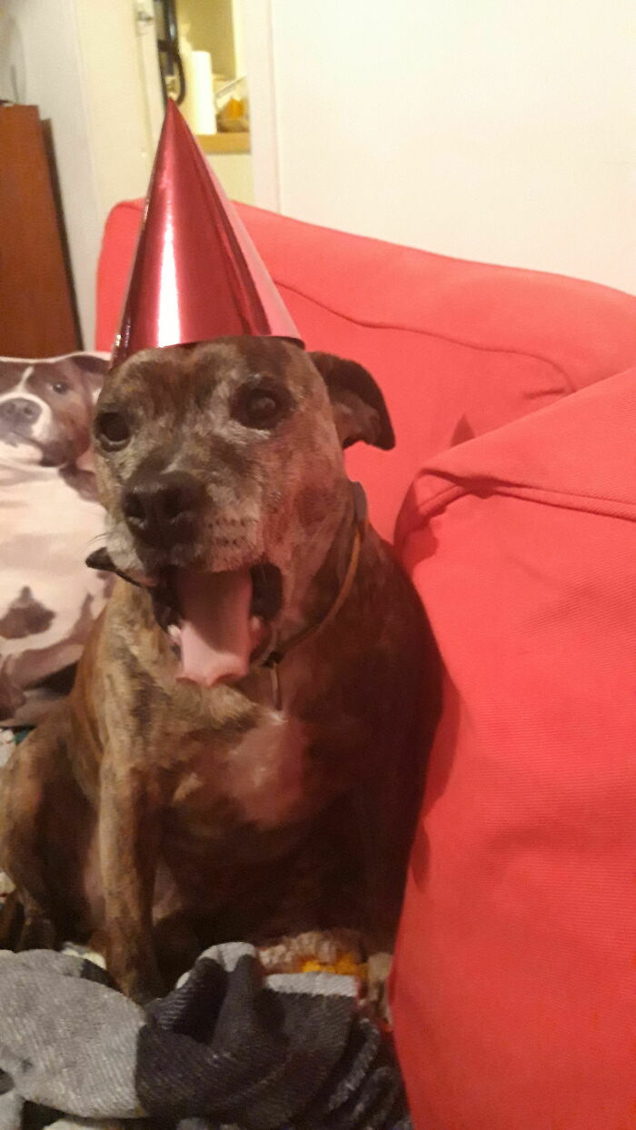 Haggis (Aka Dug) On His 13th Birthday.