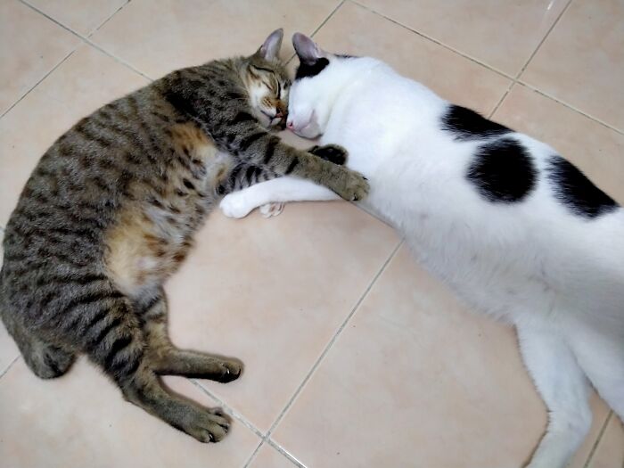 Sleeping Buddies 🤗