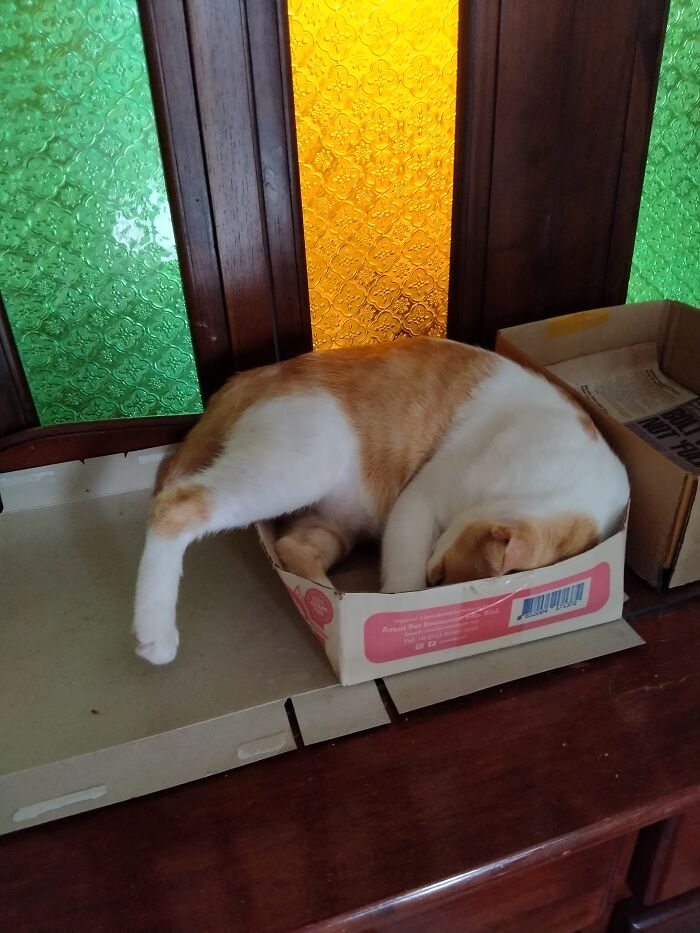 We Have Cat Trees, Cat Beds And Look Where He Chooses To Sleep