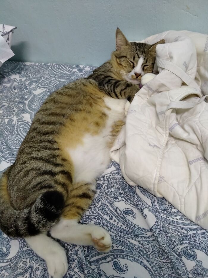 I Call Him Catpire (Cat + Vampire). He Sleeps During The Day, And Only Wakes Up At Night To Eat And Explore Around The House.