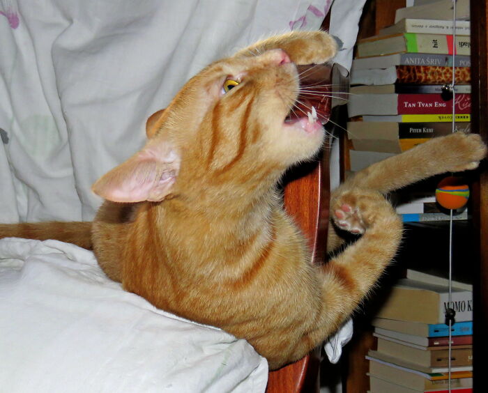 A Piece Of Chair For Snack, Nom, Nom,nom