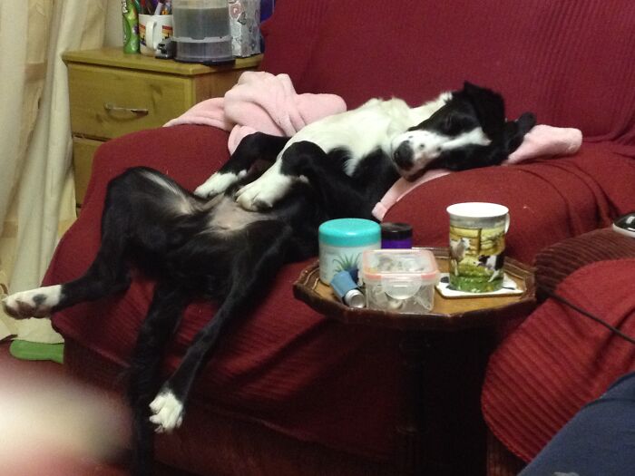 This Is How Shilo Slept When He Was Younger. He Thankfully Sleeps In A More Dignified Position Now.