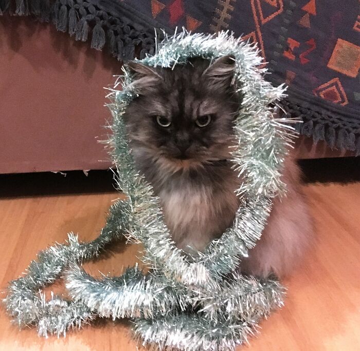 Spirit Of Christmas.... @jixie_the_king