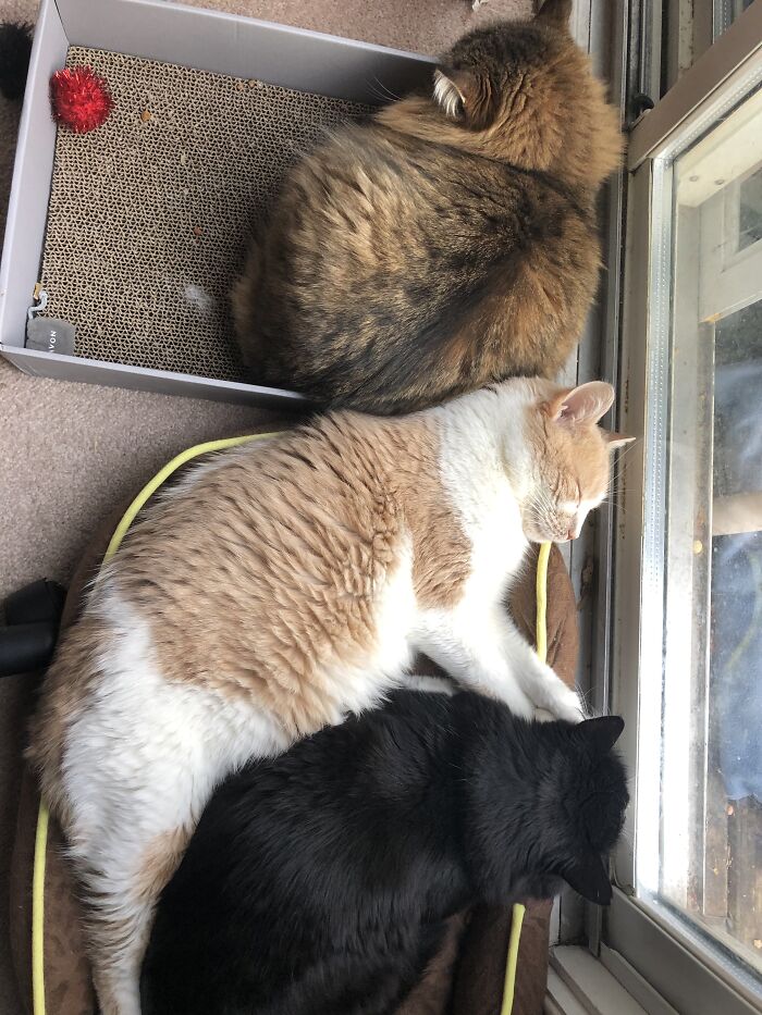 Une, Deux, Trois Cats...