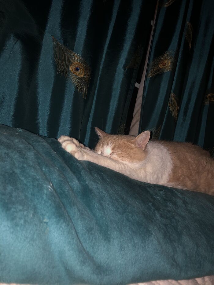 All Hail The Fuzzy Blanket