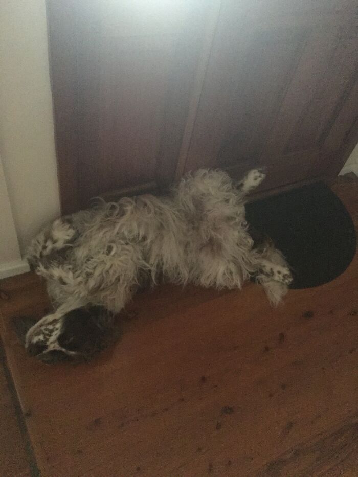 This Is How My Goof Likes To Sleep Sometimes, On His Back And Blocking The Front Door.