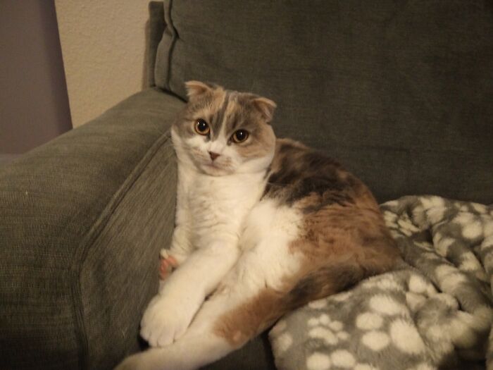 Stella The Scottish Fold