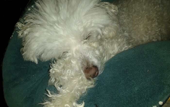 Henry, Now At The Bridge. I've Loved All My Dogs, But When He Went He Took A Part Of Me With Him.