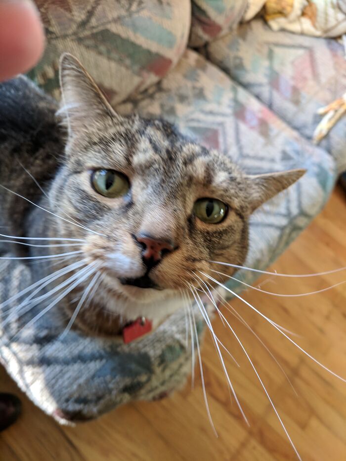 My Roommate's Tali Cat