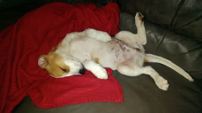 Jimmy's First Nap (Outside Of The Shelter) In His New Home.