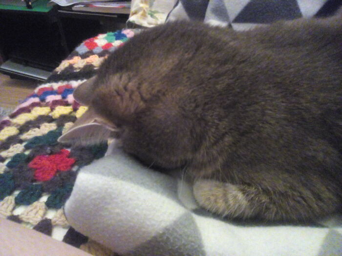 Lucy's Favourite Position... Face-Down, Nose In The Blanket.