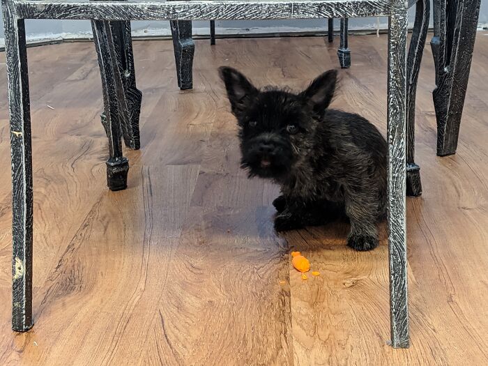 I Present To You: Raven's Great Carrot Craze Of 2019