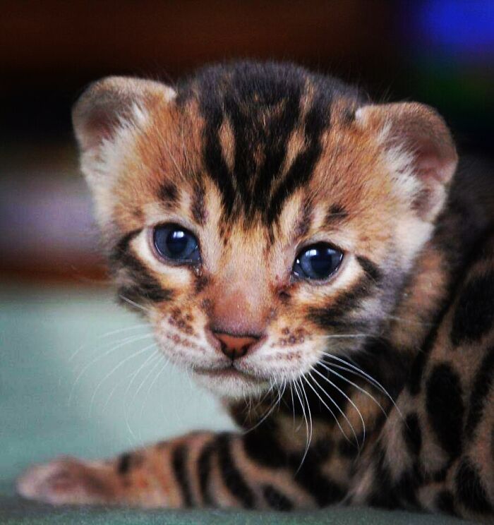 My Bengal Rene Von Jud