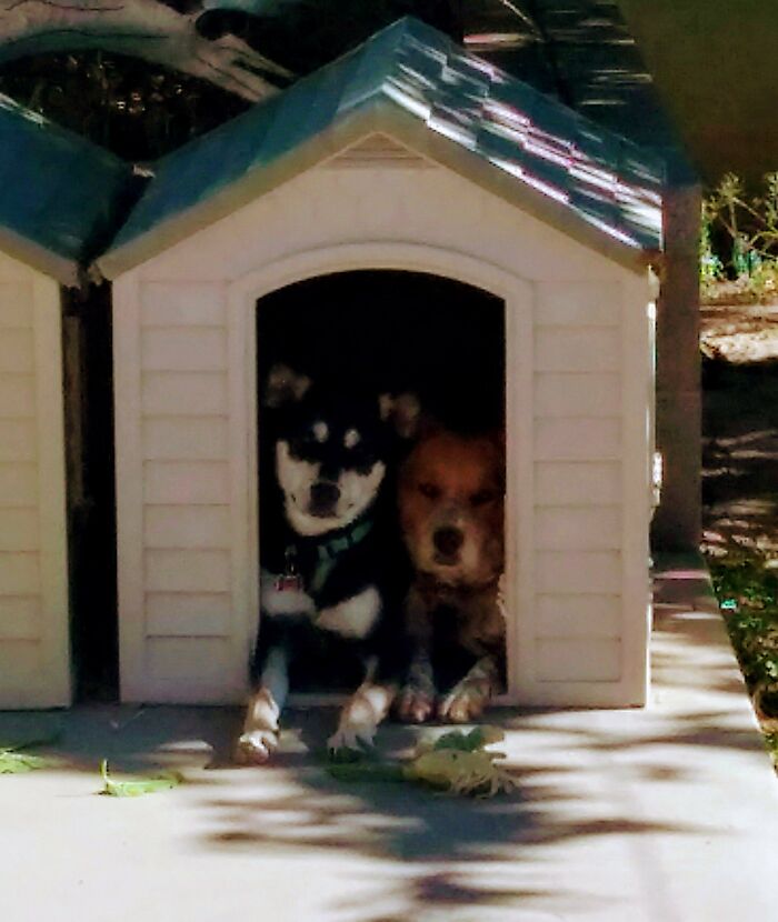 Gracie And Rosie Squishing In Together.