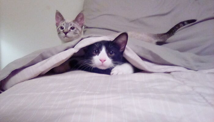 My Two Boys, Dax And Grayden