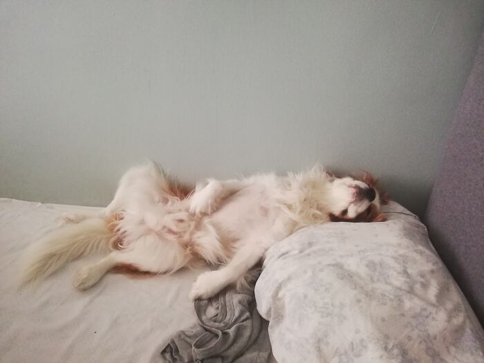 I Wish To Sleep As Relaxed As Him One Day