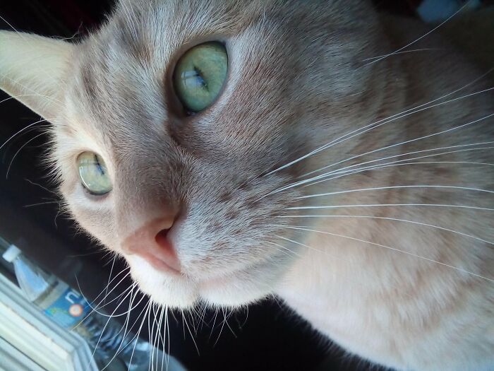 This Is Rudolph. The 8 Year Old Who Meows Way Too Much