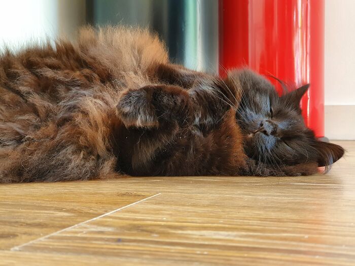 Sleeping Fluff-Monster Aka Livia The Cat