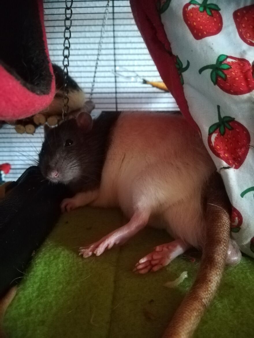 Draw Me Like One Of Your French Rats.