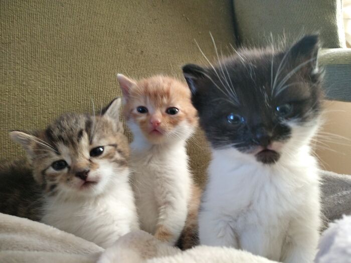 Lewis, Max And Dorothy, Bottle Fed Orphans Who Just Couldn't Return To The Shelter;)