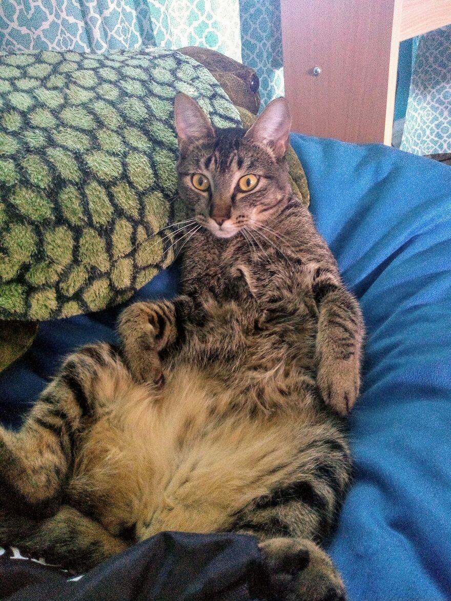 I Was Giving My Kitty Al The Fluffy Belly Rubs!