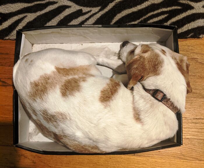 Dog Decided To Be Cat