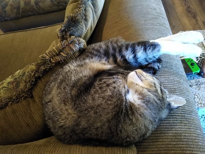 Cats Will Be Cats...