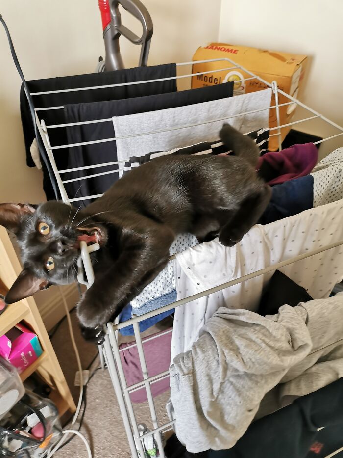 This Little Gremlin, Ever So Kindly 'Helping' Her Cat Mum Put The Washing Out To Dry