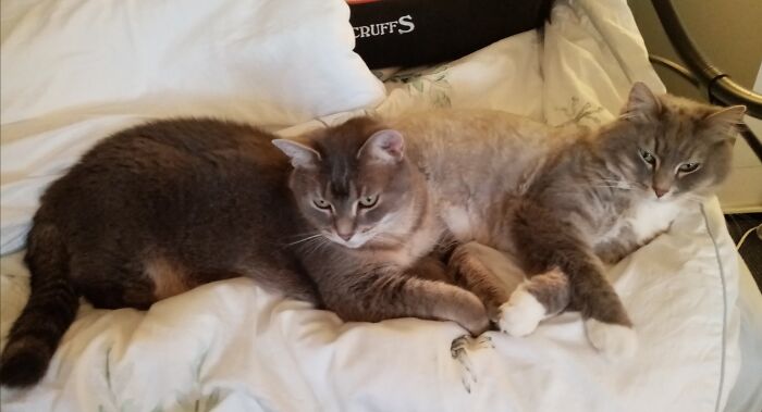 Lucy & Toby, Adopted 6 Years Ago.