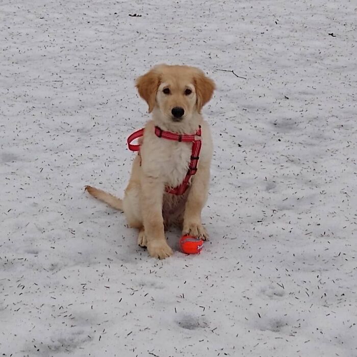 Threw The Ball. He Ran To It & Did This. Apparently Conquering It Is Enough