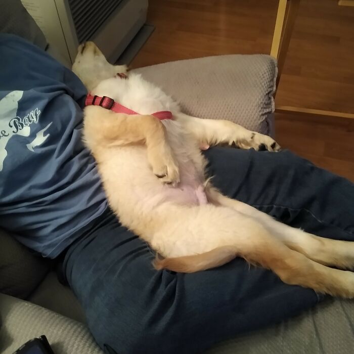 Oliver After A Hard Day's Okay.