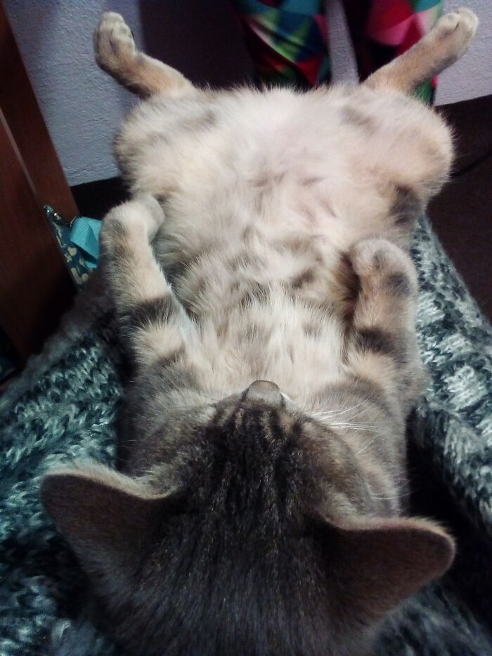 Yes, Vlad Is Sleeping. No, Nobody Forced Him Into This Position.