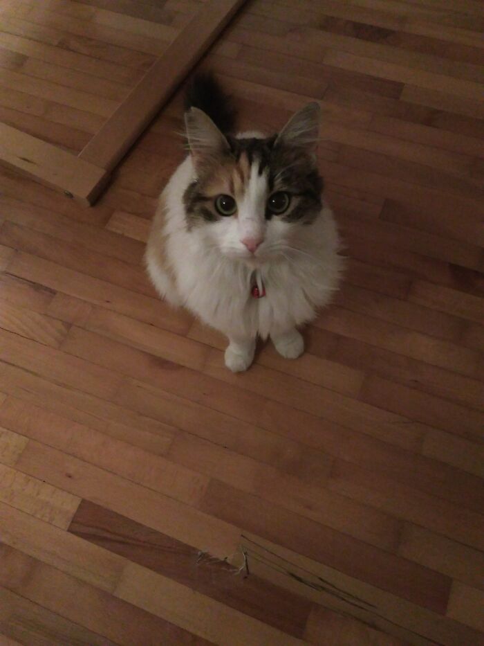 Ms Kucakçı, Lover Of Laps And Hugs.