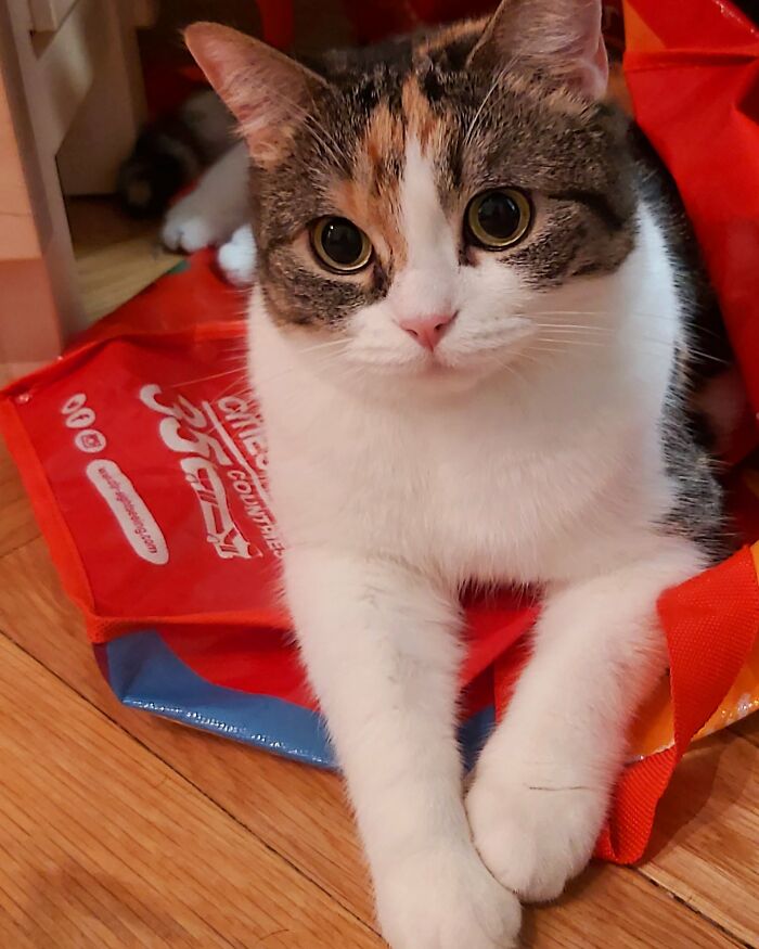 This Is Maika, Our 2 Year Old Foster Cat.