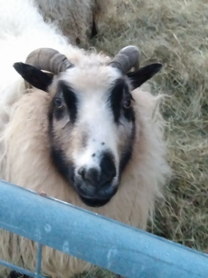 She's Unimpressed By A Human In A Coat Pointing A Rectangle At Her And Telling Her To Smile