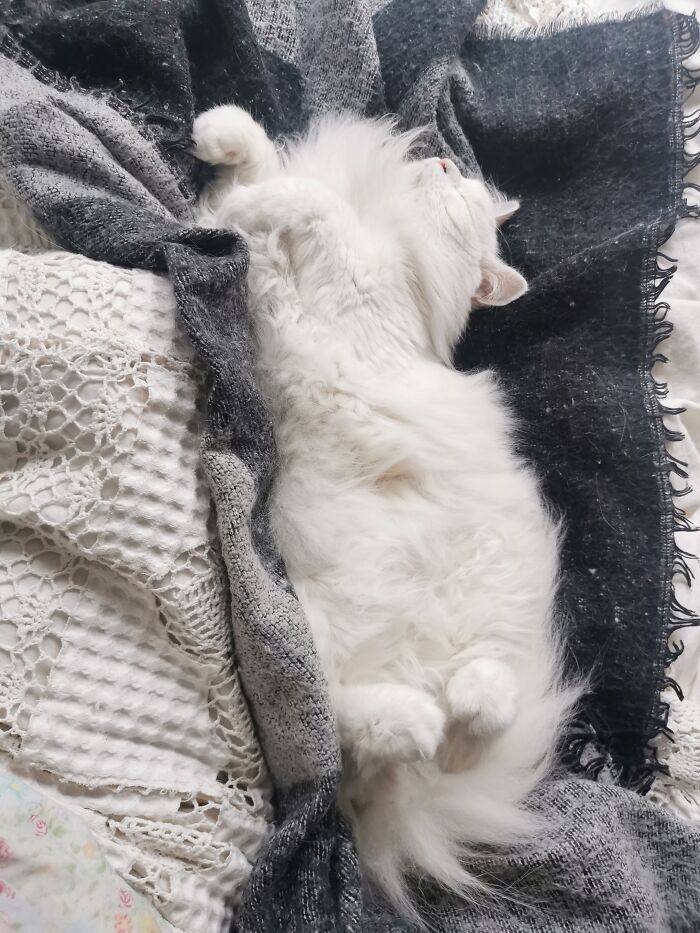 Coco, He Always Sleeps Like This In The Mornings. 💙