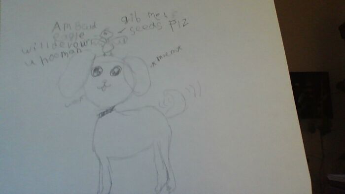 Dogs And Birds (Cockatiel Is In The Picture)