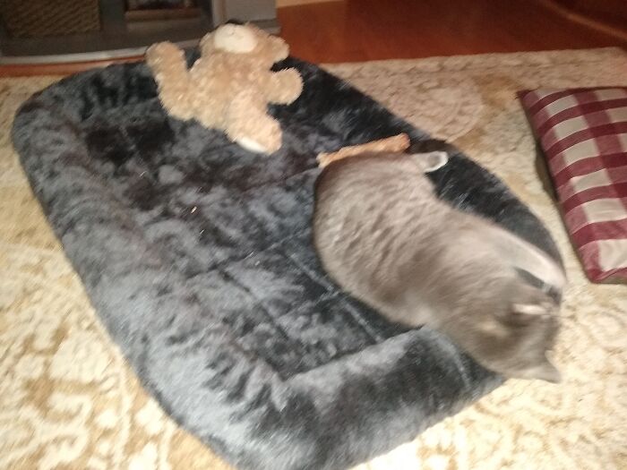 Luna Stealing Brother's Bed.