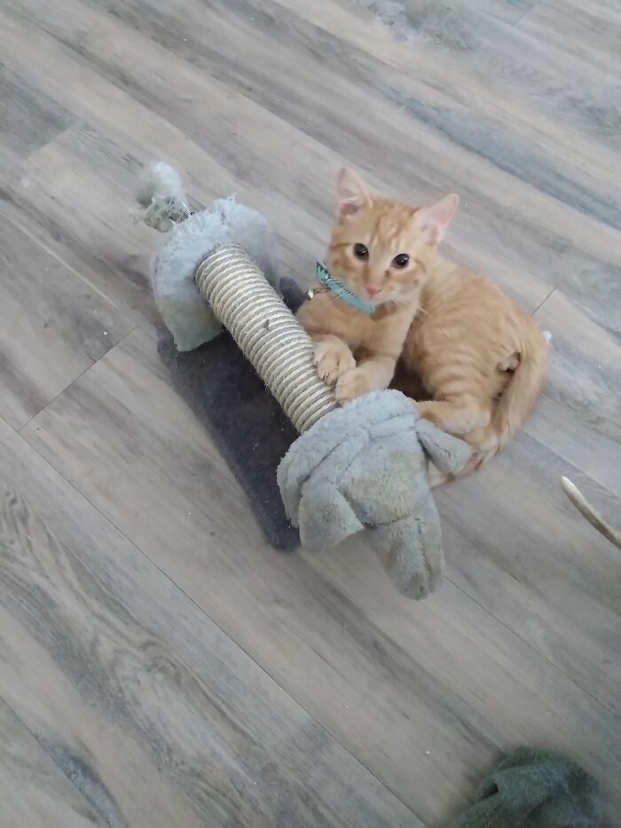 Elephant Playing With His Elephant