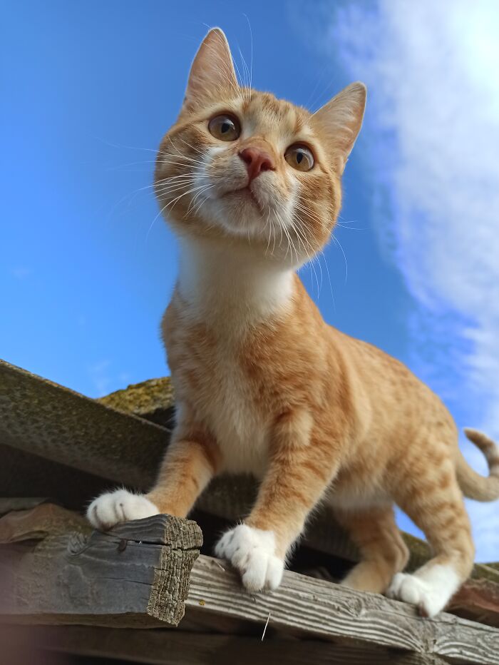 My Cute Orange Tabby !