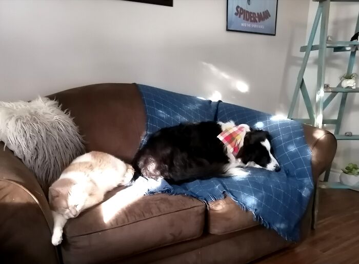 Felix And Nebula Catchin' Some Z's