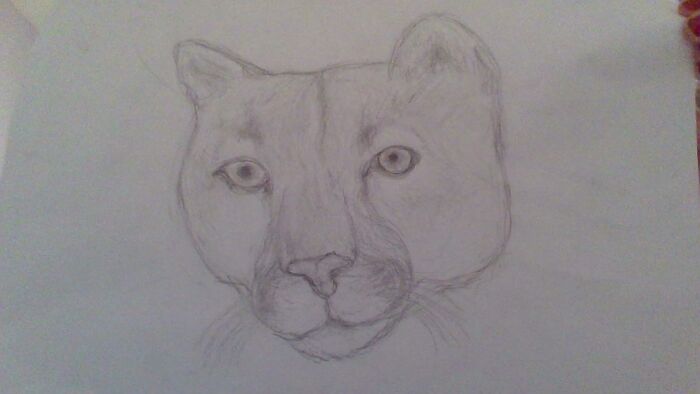 Mountain Lion!