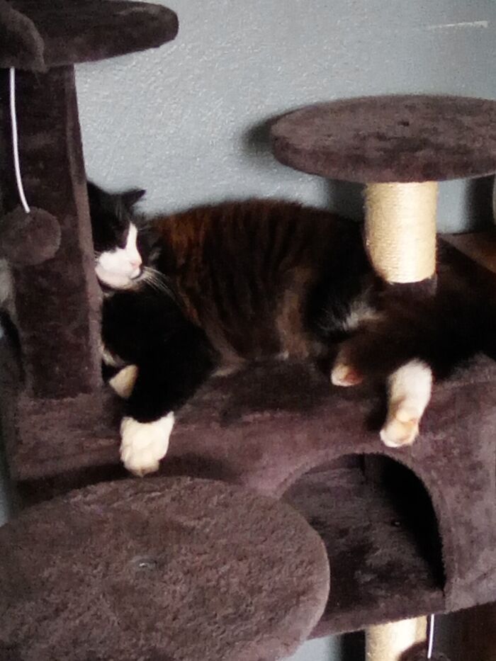 This Is Buttercup. He Does Not Fit Well There But He Likes It.