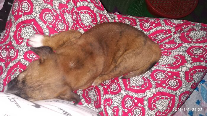 My Pup Always Sleep In My Lap Every Evening