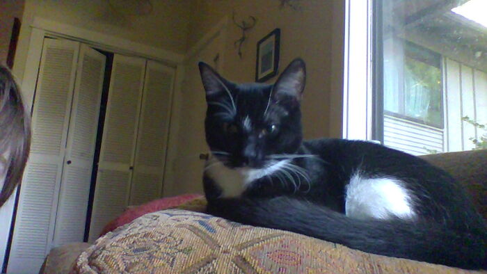 Starbuck 1 Of Are 3 Cats She Loves Bird Watching, Video Games And Snuggles