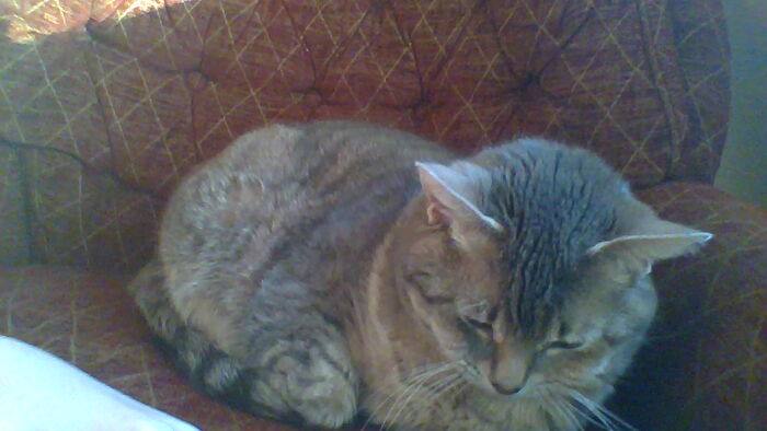 Really Sorry I Couldent Get A Pic Of Them All Together But I Now Present Number 3 Of The Cat House. This Is Pippo Who Loves Sleep And Snacks