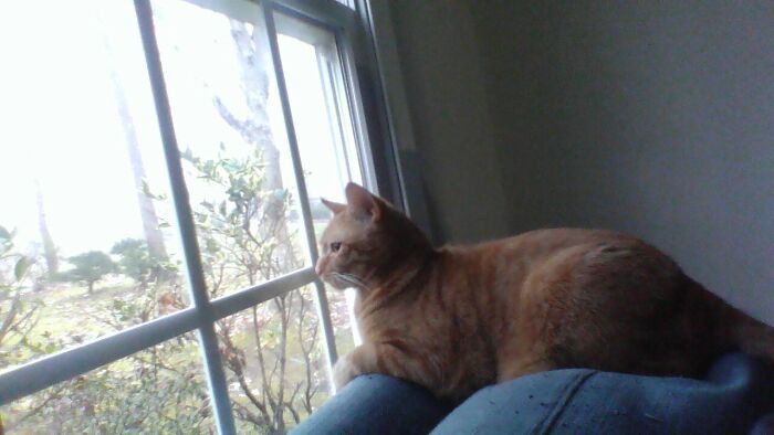 My Cat Pumpkin Always Sits Next To The Window